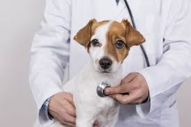 Neuter Male Service Up to 25 lbs $95