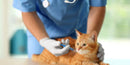 Kitten Vaccine Package 10-13 Weeks $50