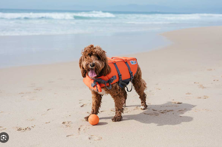 Outward Hound Dog Life Jacket Ripstop Life Jacket Fun  XL