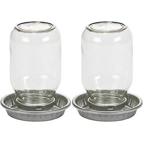 Little Giant Glass Mason Jar Baby Chick Waterer, 1 Quart Little Giant